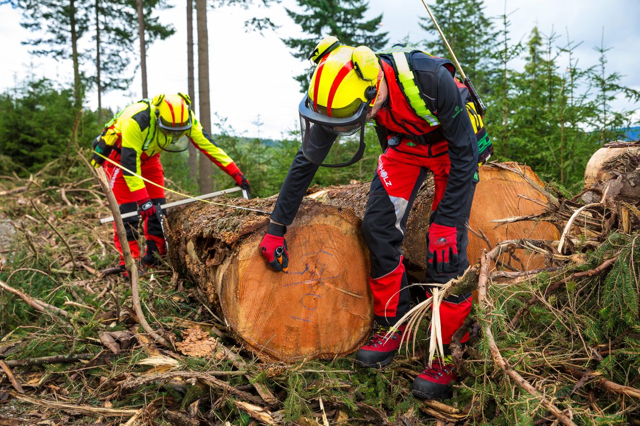 Two individuals in safety gear are in a forest, cutting down a tree trunk. One person is marking the tree with a blue line while the other holds a saw.