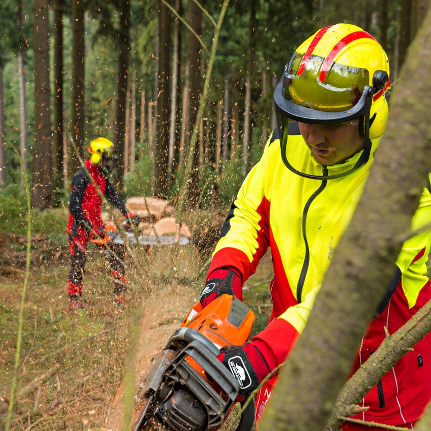 A man in protective gear cuts down a tree in a forest with a chainsaw. Another man stands behind him.
