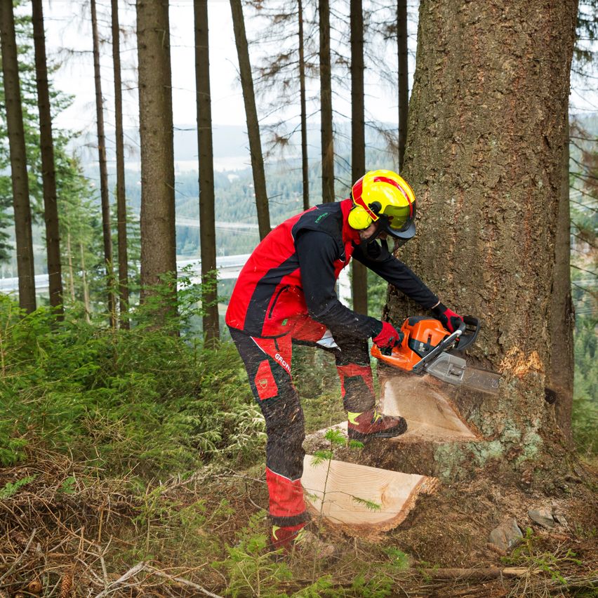 A man wearing safety gear is cutting down a tree in a forest with a chainsaw.