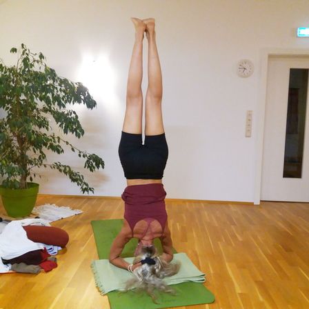 Eine Frau macht eine Handstand-Yoga-Pose in einem Raum mit Holzboden. Sie trägt eine kurze Hose in Bordeaux und ein schwarzes Oberteil. Eine Pflanze und eine Uhr sind im Hintergrund.