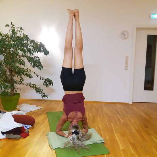 Eine Frau macht eine Handstand-Yoga-Pose in einem Raum mit Holzboden. Sie trägt eine kurze Hose in Bordeaux und ein schwarzes Oberteil. Eine Pflanze und eine Uhr sind im Hintergrund.