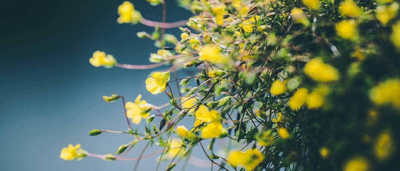 Bild enthält, Flower, Petal, Plant, Outdoors, Spring, Bud, Pollen, Daisy, Vegetation, Leaf
