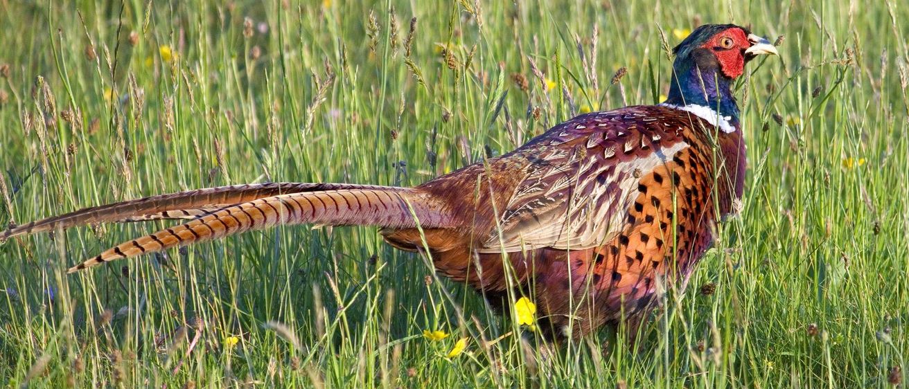 Bild enthält, Animal, Bird, Pheasant