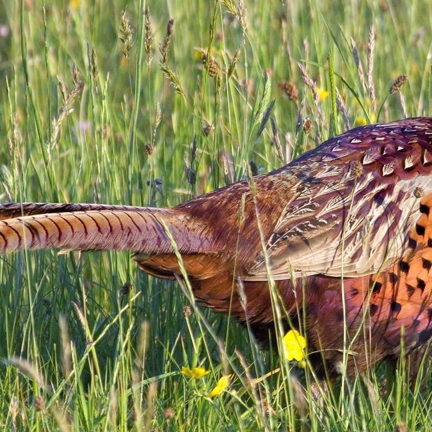 Bild enthält, Animal, Bird, Pheasant