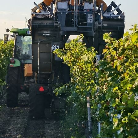 Ein großer Ernteschlepper mit der Nummer 25 befindet sich in einem Weinberg und erntet Trauben.