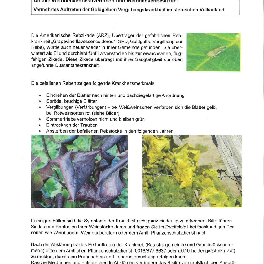An alle Weinrebenbesitzer und Weinrebenzüchter! Vermehrtes Auftreten der Goldgelben Vergilbungskrankheit im steirischen Vulkanland. Die Amerikanische Reblaus (ARZ) überträgt der gefährlichen Rebenkrankheit „Grapevine phylloxera dorée“ (GFD, Goldgelbe Vergilbung der Rebe), wurde auch häufiger in ihrer gemeinsamen Heimat gefunden. Sie überwintert als Ei und durchlebt fünf Larvenstadien bis zur erwachsenen, flugfähigen Zikade. Diese Zikade überträgt mit ihrer Saugtätigkeit die oben angeführte Quarantänekrankheit.