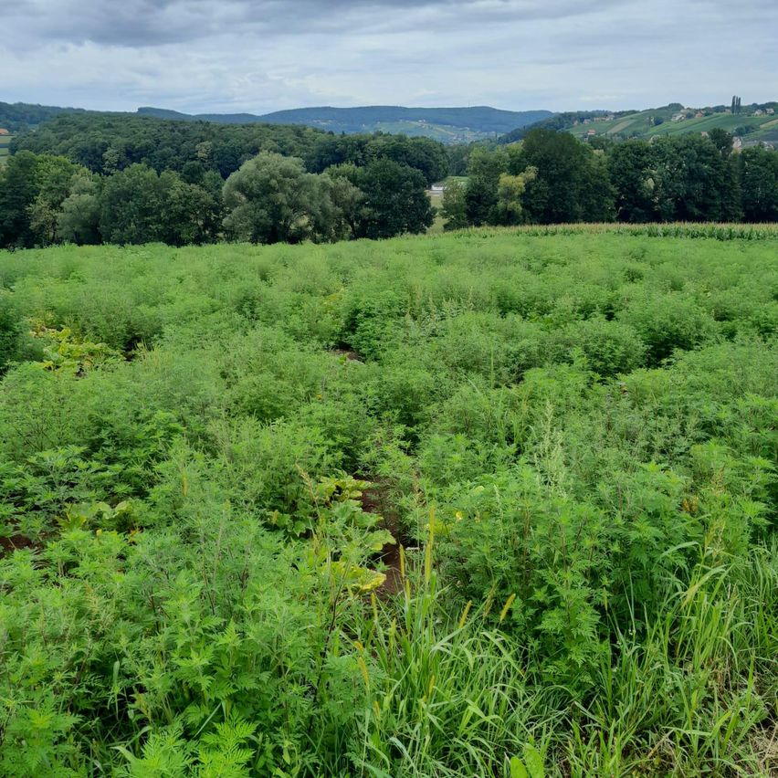 Ein riesiges Feld mit dichtem Grün, umgeben von einem bewaldeten Gebiet und einer Bergkette unter einem bewölkten Himmel.