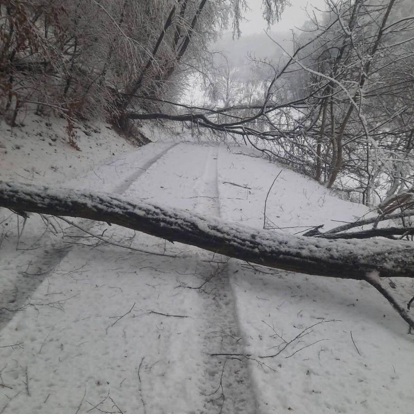A snowy road with a fallen tree across it. Snow covers the ground and trees. The branches are bare.