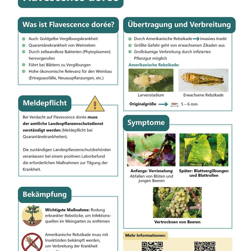 Ein Infografik über Flavescence dorée, eine durch Phytoplasmen verursachte Rebkrankheit. Es enthält Abschnitte zu Symptomen, Übertragung und Bekämpfungsmaßnahmen. Bilder der Krankheitssymptome und des Insektenvektors sind enthalten.