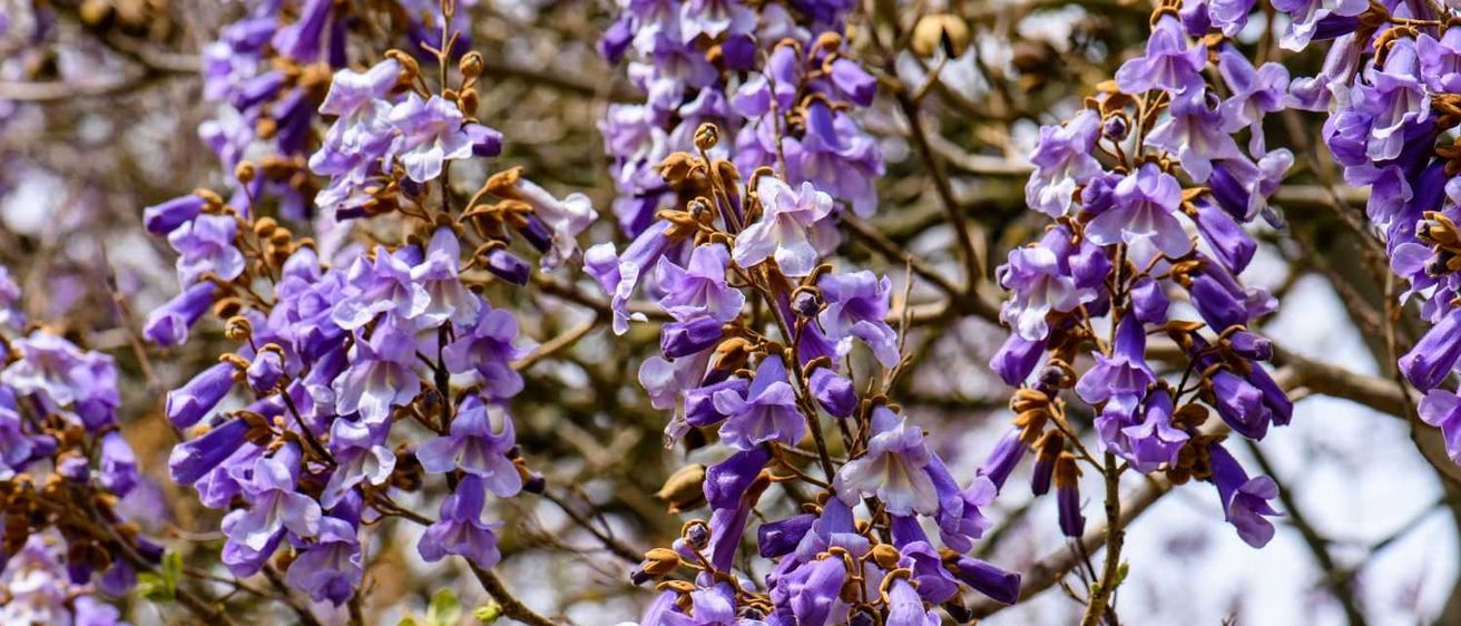 Bild enthält, Flower, Purple, Iris, Geranium, Petal, Lupin