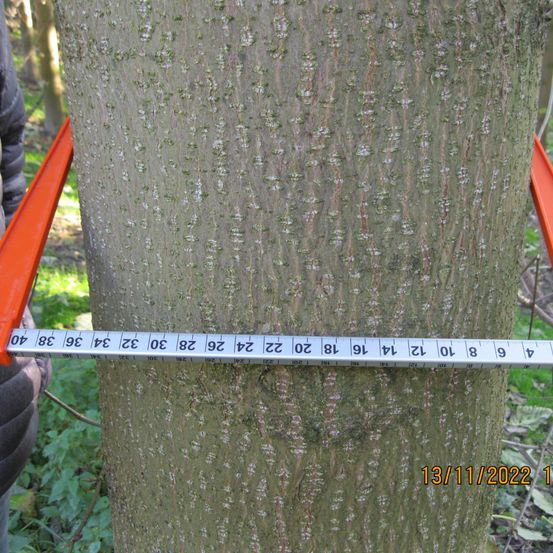 Bild enthält, Plant, Tree, Tree Trunk, Chart, Plot, Person