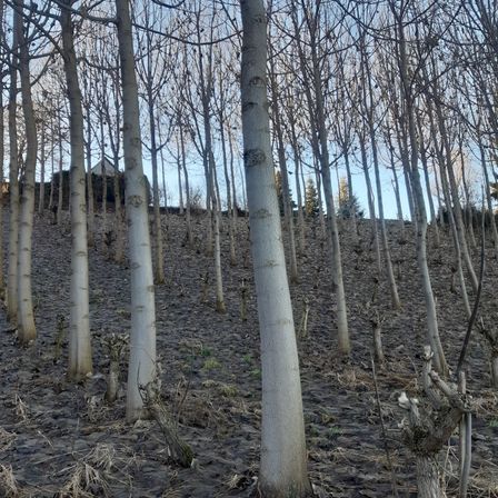 Bild enthält, Plant, Tree, Tree Trunk, Land, Nature, Outdoors, Vegetation, Woodland