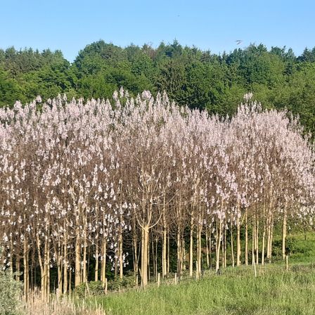 Bild enthält, Plant, Vegetation, Reed, Tree, Fir, Nature, Outdoors, Woodland, Scenery, Grove