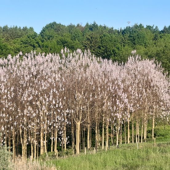 Bild enthält, Plant, Vegetation, Reed, Tree, Fir, Nature, Outdoors, Woodland, Scenery, Grove