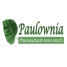 Paulownia - Pflanzenaufzucht Amschl Anton-Logo