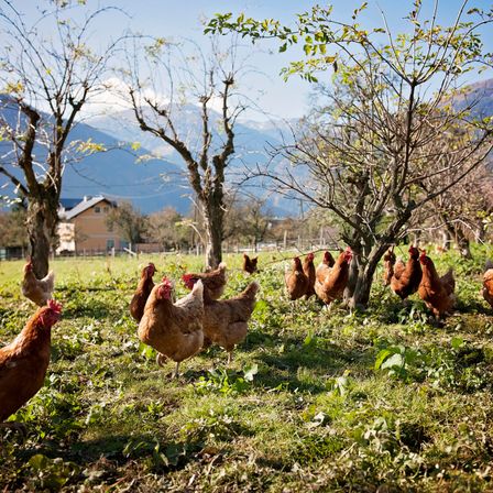Bild enthält, Animal, Bird, Chicken, Fowl, Poultry, Hen, Nature, Outdoors, Countryside