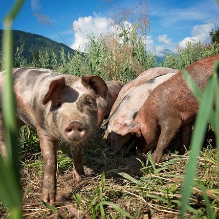 Bild enthält, Animal, Mammal, Pig, Hog, Boar, Wildlife