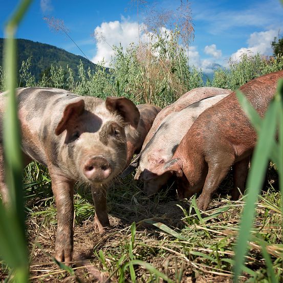 Bild enthält, Animal, Mammal, Pig, Hog, Boar, Wildlife