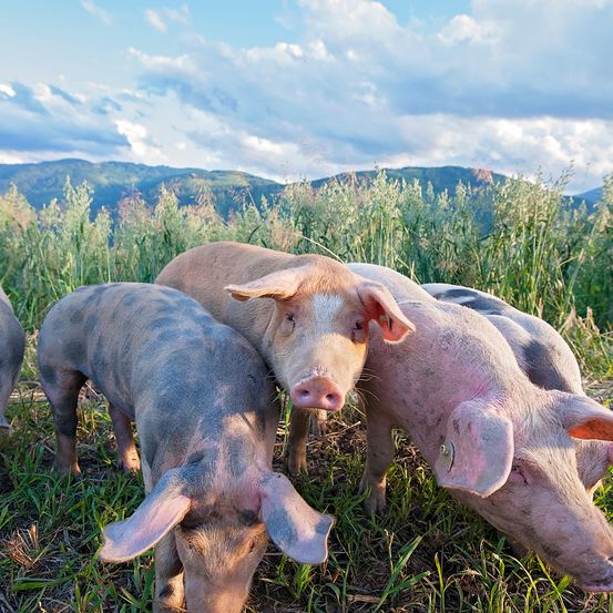 Bild enthält, Animal, Mammal, Pig, Field, Grassland, Nature, Outdoors, Hog, Countryside