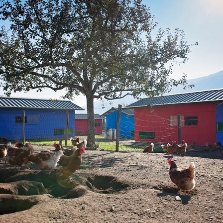 Bild enthält, Animal, Bird, Chicken, Fowl, Poultry, Nature, Outdoors, Countryside, Rural, Hen