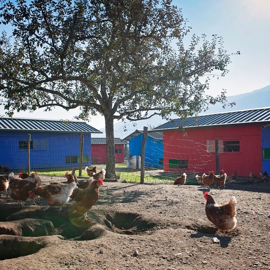 Bild enthält, Animal, Bird, Chicken, Fowl, Poultry, Nature, Outdoors, Countryside, Rural, Hen
