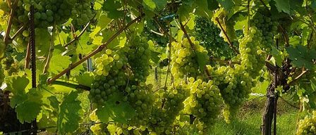 Ein Weinberg mit grünen Trauben, die an Weinstöcken hängen, unter einem blauen Himmel mit einem Grasfeld darunter.