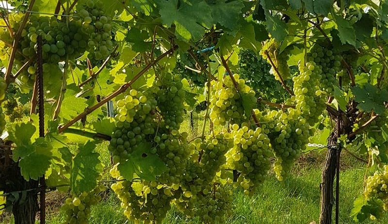 Ein Weinberg mit grünen Trauben, die an Weinstöcken hängen, unter einem blauen Himmel mit einem Grasfeld darunter.