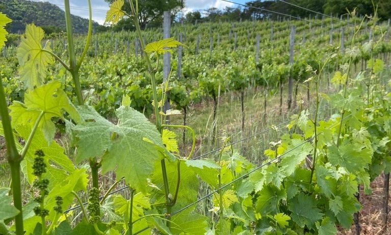Ein Weinberg mit Reihen von Weinreben, die von Drähten gestützt werden, unter einem teilweise bewölkten Himmel. Der Weinberg ist von Gras umgeben, und in der Ferne stehen Bäume.
