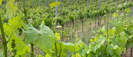 Ein Weinberg mit Reihen von Weinreben, die von Drähten gestützt werden, unter einem teilweise bewölkten Himmel. Der Weinberg ist von Gras umgeben, und in der Ferne stehen Bäume.