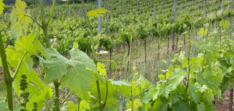 Ein Weinberg mit Reihen von Weinreben, die von Drähten gestützt werden, unter einem teilweise bewölkten Himmel. Der Weinberg ist von Gras umgeben, und in der Ferne stehen Bäume.