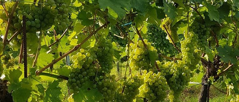 Ein Weinberg voller Traubenbüschel grüner Trauben, die an Spalieren hängen. Die Trauben sind in verschiedenen Reifestufen.