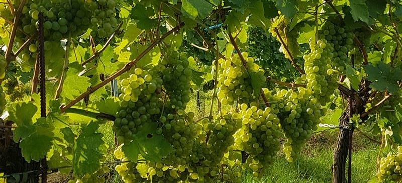 Bild enthält, Nature, Outdoors, Countryside, Rural, Farm, Vineyard