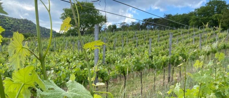 Bild enthält, Nature, Outdoors, Countryside, Rural, Farm, Vineyard, Plant