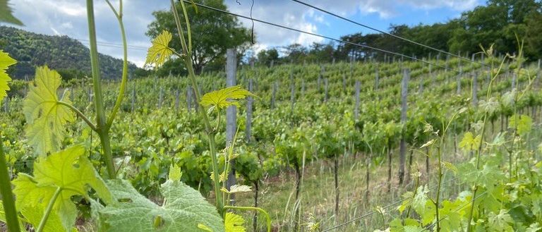 Bild enthält, Nature, Outdoors, Countryside, Rural, Farm, Vineyard, Plant