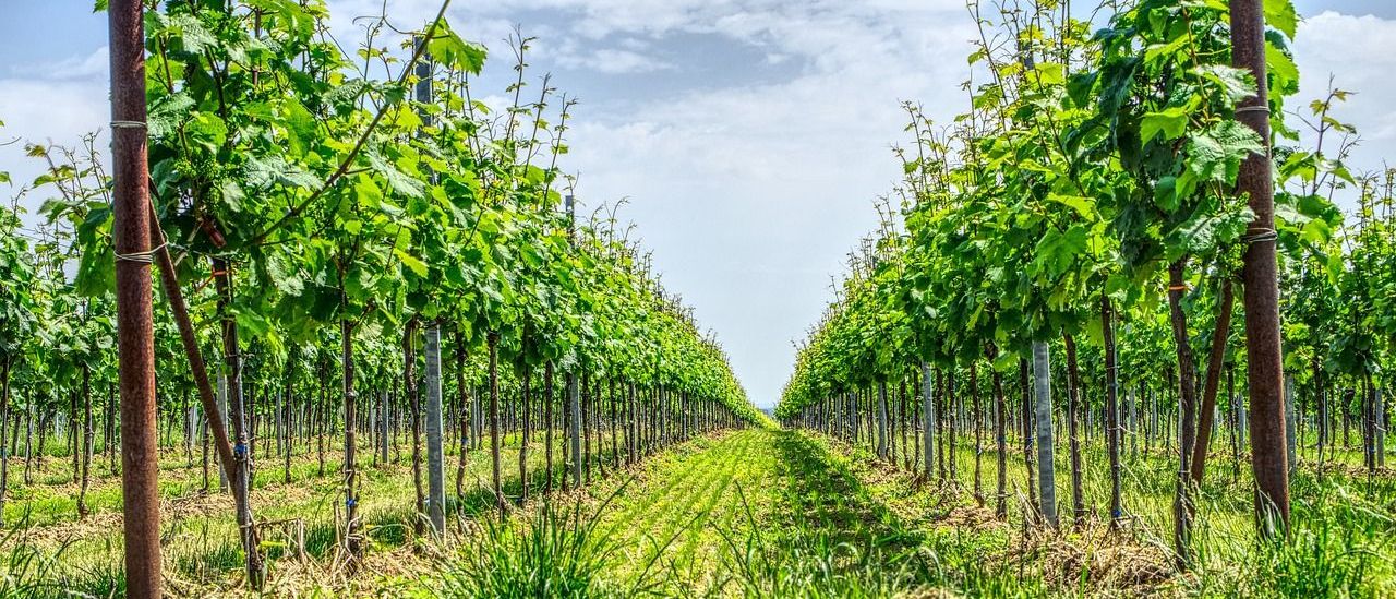 Bild enthält, Nature, Outdoors, Countryside, Rural, Farm, Vineyard