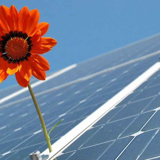 Eine leuchtende orange Blume steht auf einem blauen Solarpanel unter einem klaren Himmel. Die Blütenblätter sind hell und kontrastieren mit dem dunklen Zentrum.