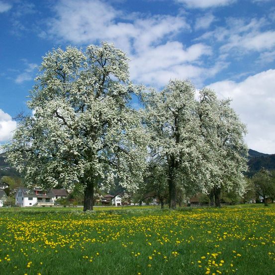 Eine Wiese mit blühenden Bäumen und gelben Blumen unter einem blauen Himmel mit verstreuten Wolken. Im Hintergrund sind Häuser und Berge sichtbar.