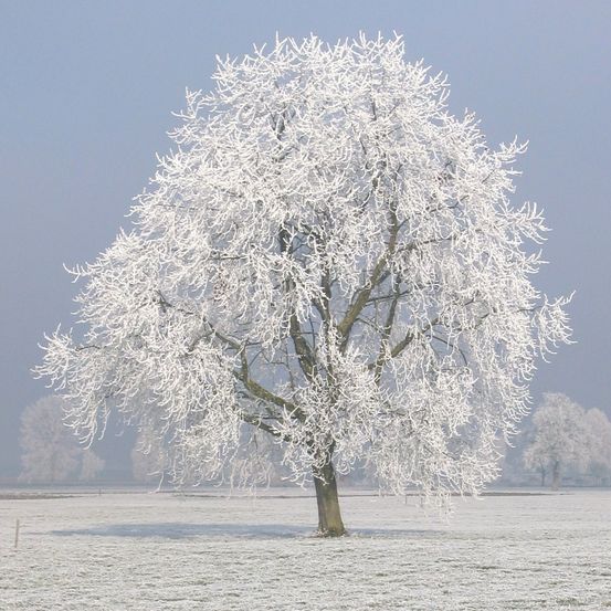 Ein mit Schnee bedeckter Baum steht allein in einem verschneiten Feld mit weiteren Bäumen und einem blauen, verschwommenen Himmel im Hintergrund.