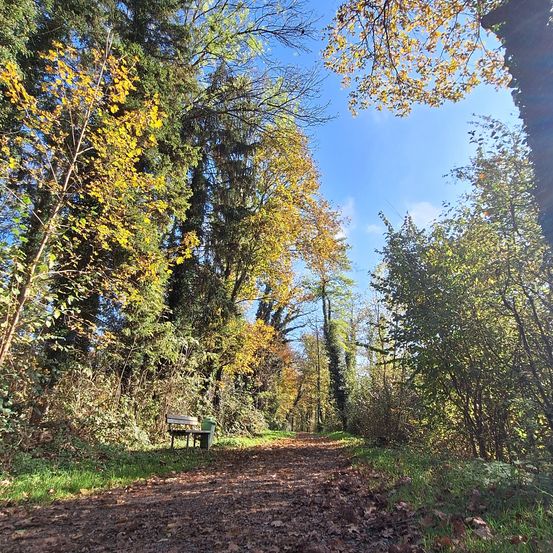 Ein Fußweg inmitten eines Waldes, mit einer Bank an der Seite und einem Mülleimer in der Nähe. Der Weg ist von Bäumen mit gelben und grünen Blättern umgeben.