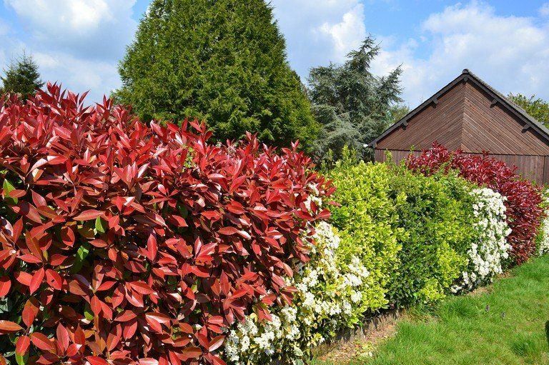 Ein Garten mit roten, weißen und grünen Hecken vor einem Haus unter einem teilweise bewölkten Himmel.