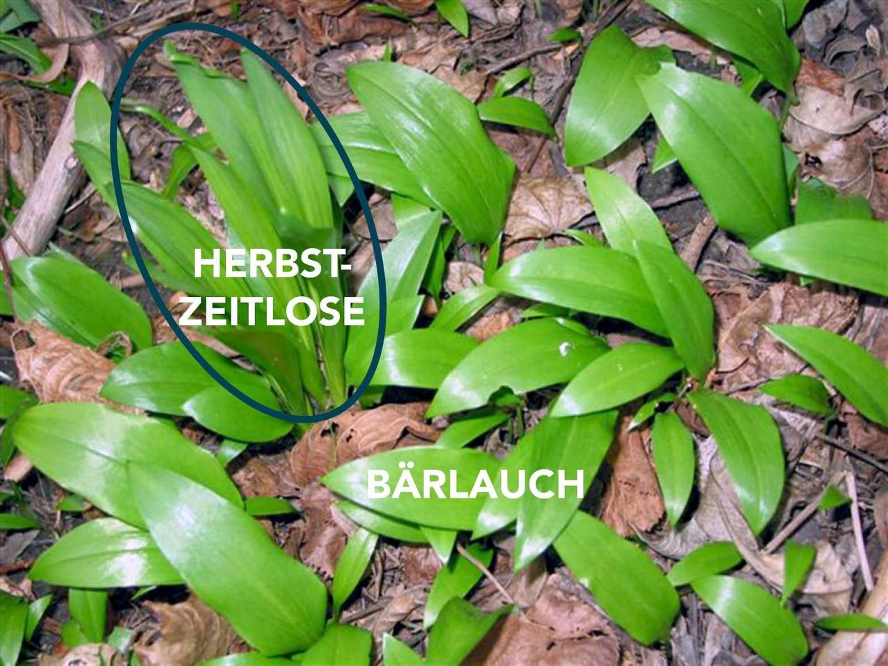 Das Bild zeigt eine Nahaufnahme von grünen Blättern auf dem Waldboden, wobei ein blauer Kreis eine bestimmte Pflanze namens Herbstzeitlose hervorhebt. Andere Etiketten weisen auf Bärlauch hin.