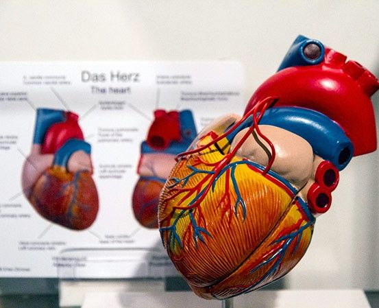 Ein Modell eines menschlichen Herzens wird gezeigt, mit einem Diagramm im Hintergrund, das verschiedene Teile in Deutsch und Englisch beschriftet zeigt.
