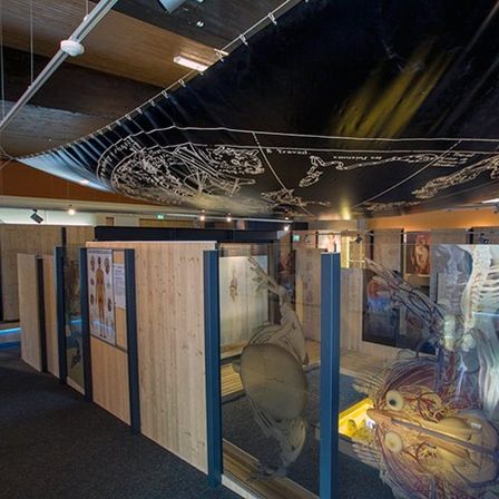 Eine Indoor-Ausstellung mit Glaswänden, hölzernen Trennwänden und einer Sternenkarte an der Decke. Verschiedene anatomische Modelle sind ausgestellt.