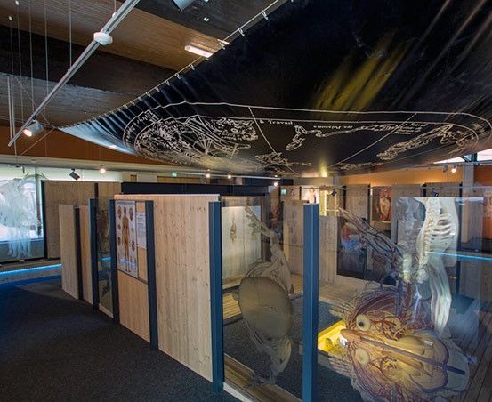 Eine Indoor-Ausstellung mit Glaswänden, hölzernen Trennwänden und einer Sternenkarte an der Decke. Verschiedene anatomische Modelle sind ausgestellt.