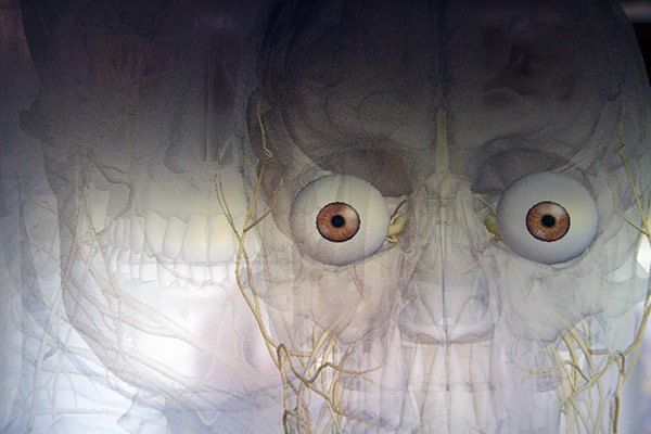 Eine künstlerische Darstellung eines Schädels mit großen, ausdrucksstarken Augen und komplizierten neuronalen Pfaden.