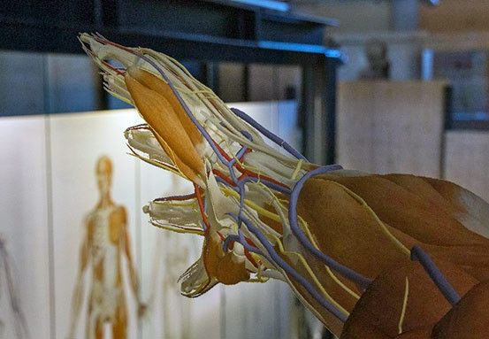 Eine Nahaufnahme einer Modellhand mit freiliegenden Nerven und Venen, ausgestellt in einem Klassenzimmer mit einem menschlichen Skelett im Hintergrund.