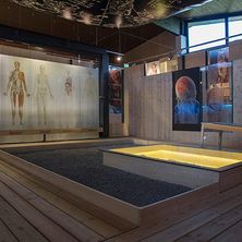 Eine Innenausstellung mit Holzwänden, die Diagramme der menschlichen Anatomie und eine zentrale Holzplattform mit einem beleuchteten Pool zeigt.