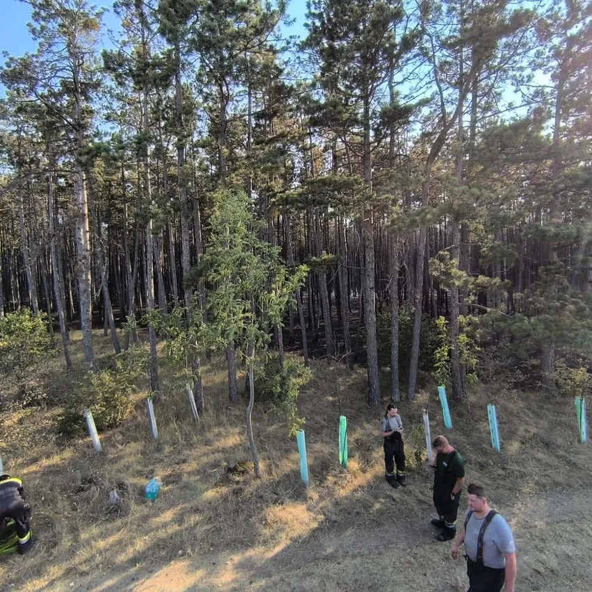 Eine Gruppe von Menschen in einem Wald, einige in Schutzausrüstung, inspizieren einen neu gepflanzten Baum mit grünen Markierungen.