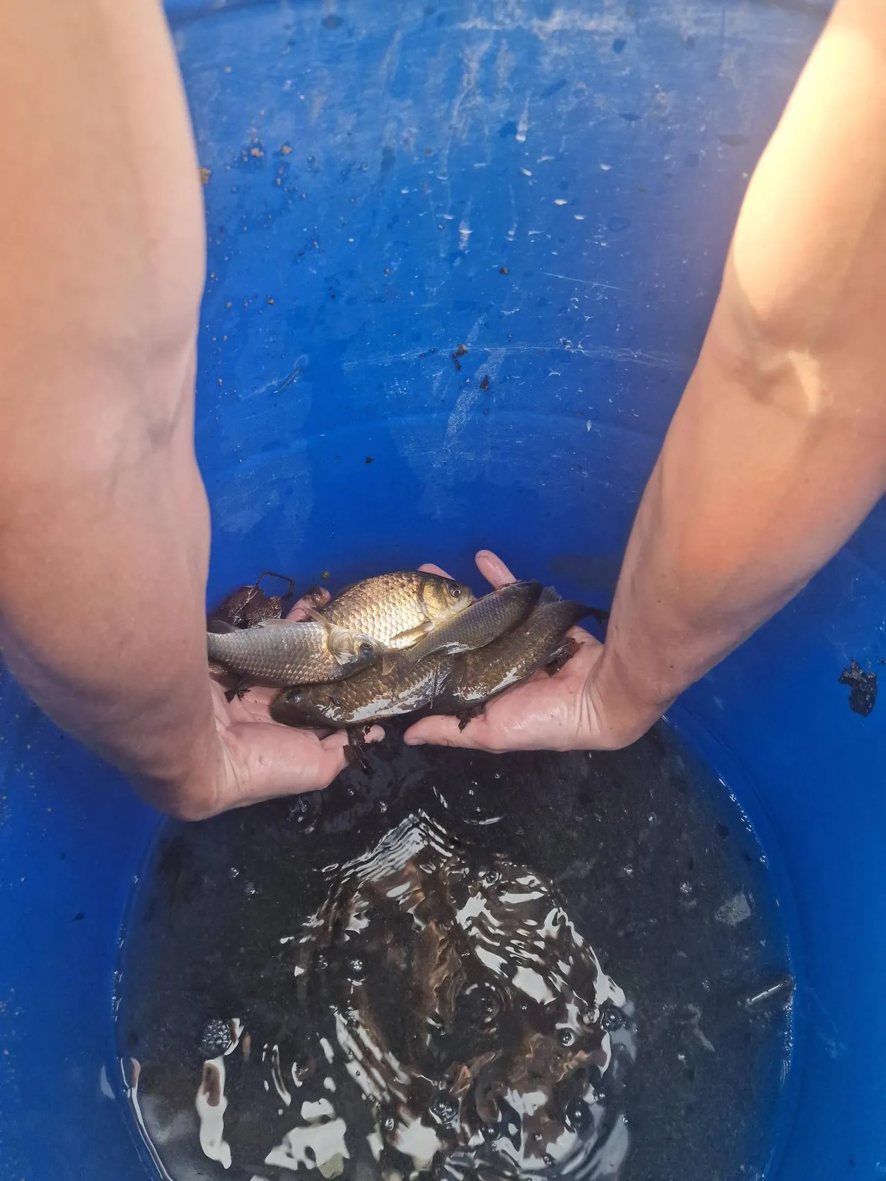Zwei Menschen halten Fische in den Händen, eingetaucht in einem blauen Eimer, der mit Wasser gefüllt ist. Die Fische scheinen klein zu sein und haben einen goldenen Schimmer.