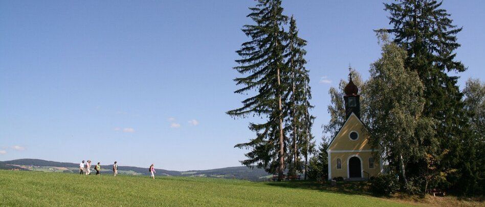 Bild enthält, Grass, Tree, Park, Lawn, Fir, Vegetation, Conifer, Pine, Land, Woodland